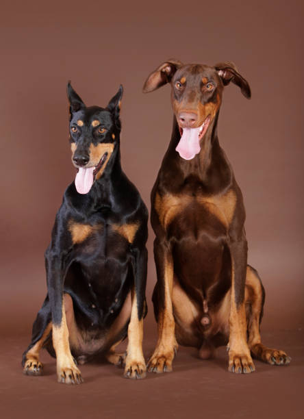 istock Dobermann male and female 1182326154