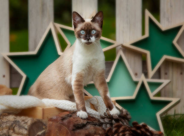 istock Siamese snowshoe cat 1182326396