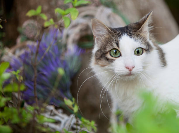 istock Cat in the garden 1182326454