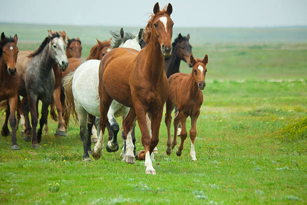 A group of horses running through a field stock photo