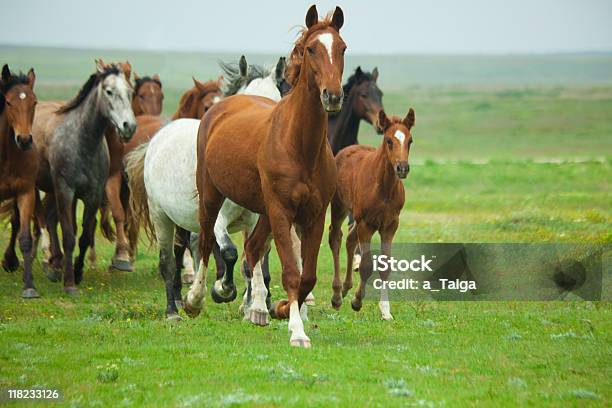 Лошади Беговые — стоковые фотографии и другие картинки Лошадь - Лошадь, Стадо, Группа животных