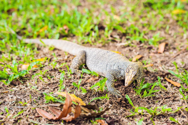 istock Varanus lizard in the foreground on the grass 1182334921