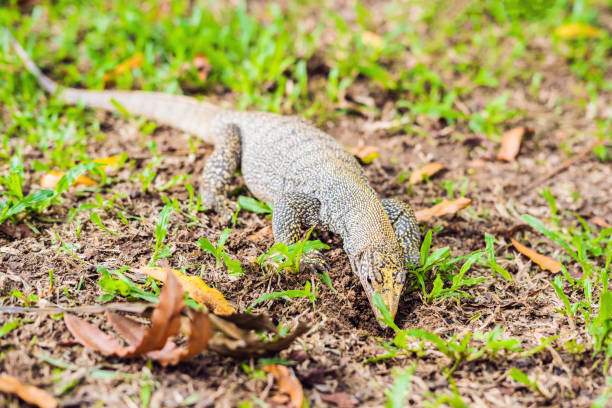 Varanus lizard in the foreground on the grass