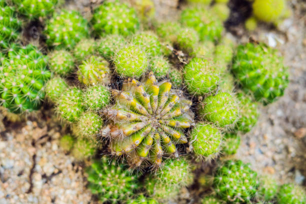 istock Closeup view of green cactus as a background, top view, texture 1182334933