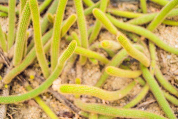 Closeup view of green cactus as a background, top view, texture.