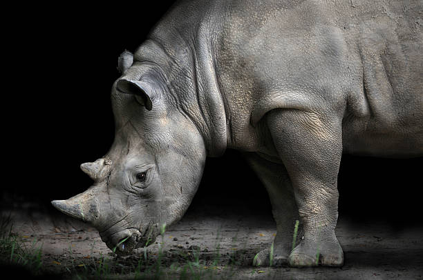 istock Rhinoceros Bending Down To Eat 118233606