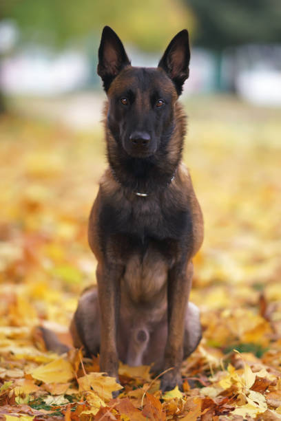 istock Young serious Belgian Shepherd dog Malinois with a chain collar sitting on fallen maple leaves in the park in autumn 1182337512