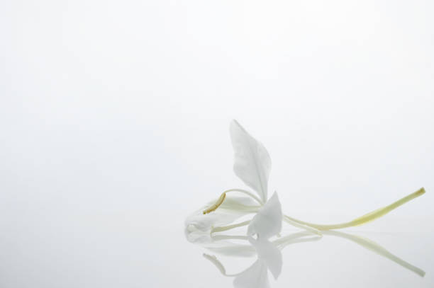 spring natural soft blossom white flower still life