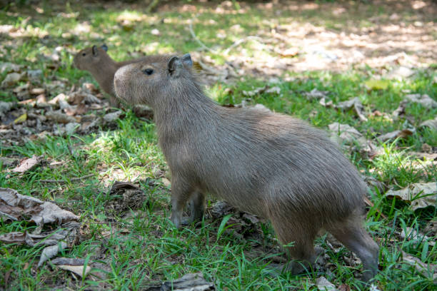 istock Capybara small and adult in a park. 1182339667