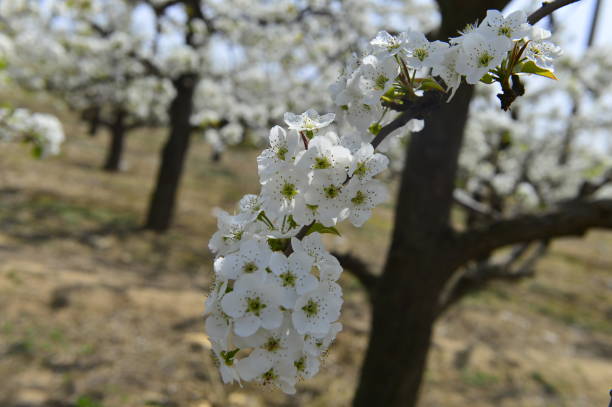 istock Pear flower in full bloom in spring 1182340345