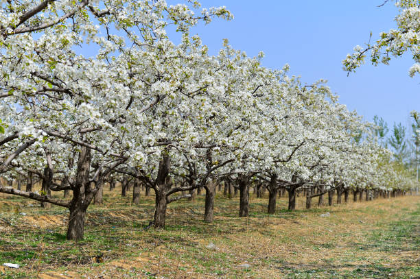 istock Pear flower in full bloom in spring 1182340610