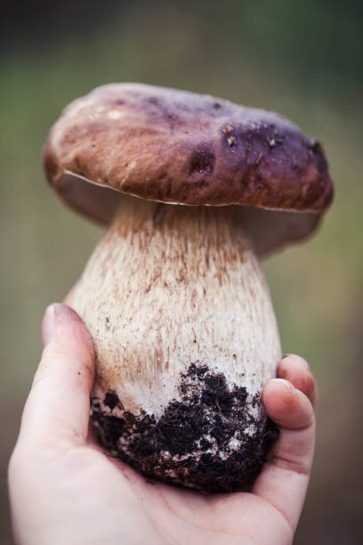 istock Wild raw boletus mushroom in Latvian forest 1182341622