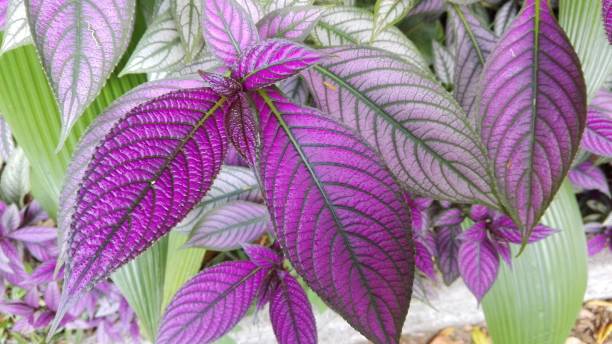 istock Leaf and Leave veins in Costa Rica 1182343144