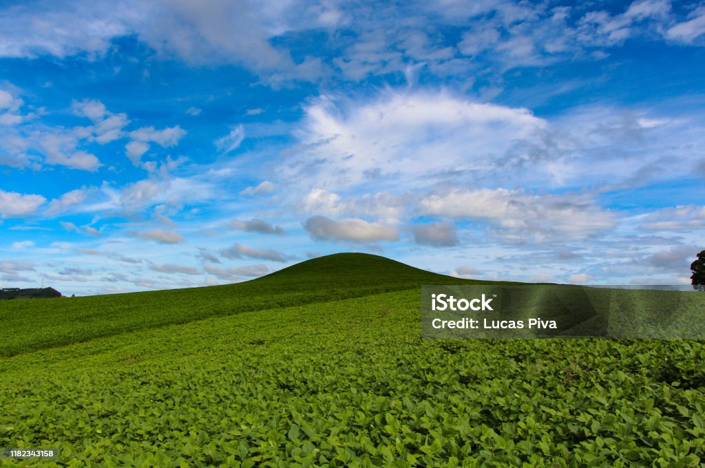 A Classic View Of Windows Background Stock Photo - Download Image Now -  Rainforest, Soybean, Agricultural Activity - iStock