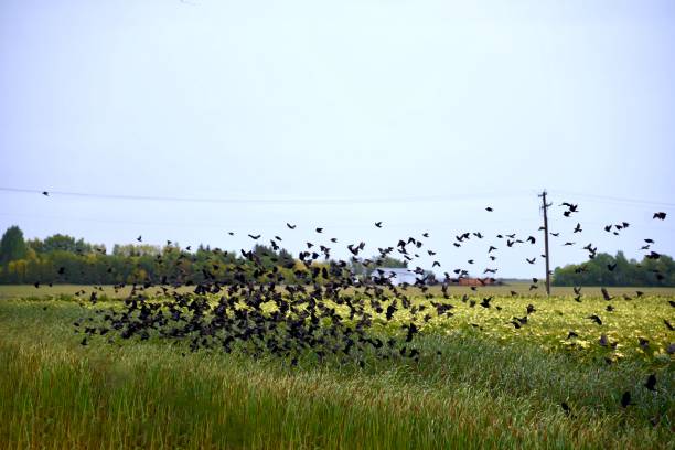 istock Blackbirds in a field 1182343955