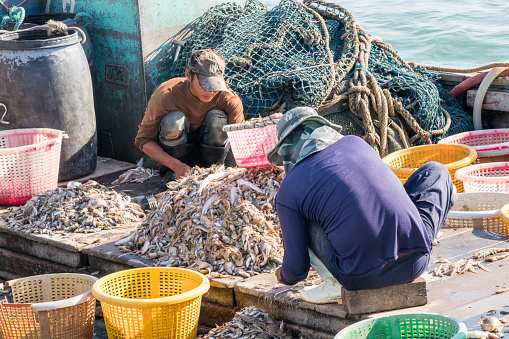 Koh Phayam, Thailand - April 5th 2019: Burmese crew of Thai fishing boat sorting fish. Most Thai boats have Burmese crew.