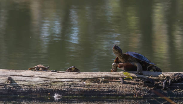 istock painted turtles on a log at presque isle state park 1182347253
