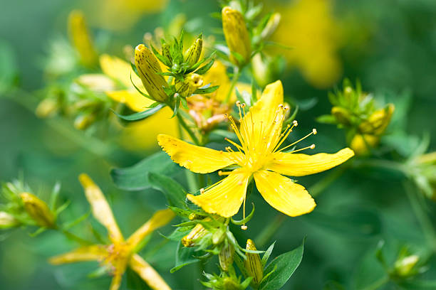 common st. john's wort - hypericum stock-fotos und bilder