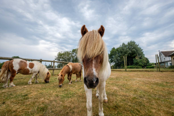 istock Shetland pony curious about camera being cute in Southern England 1182348451