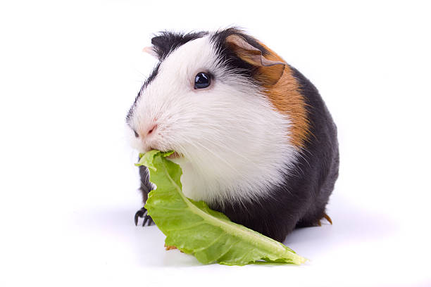istock Guinea pig isolated on white 118234911