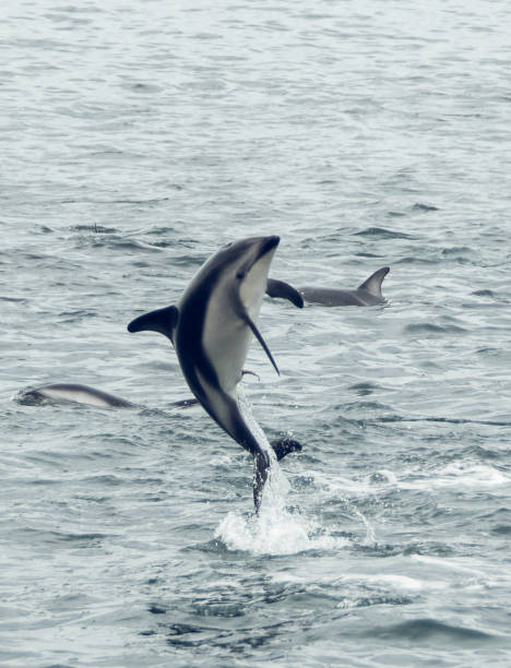hector dolphin stock photo