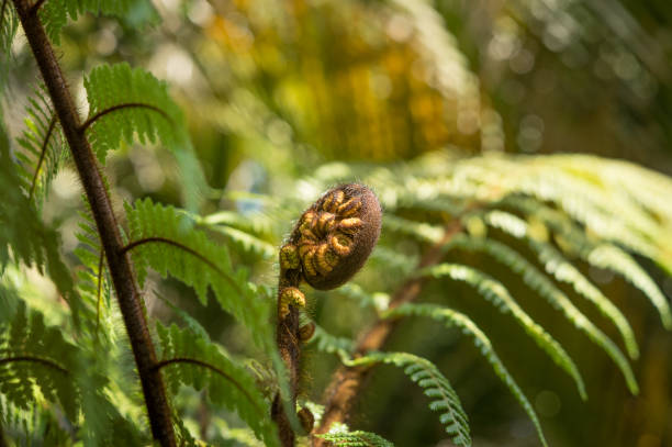 istock New Zealand vegetation 1182349385