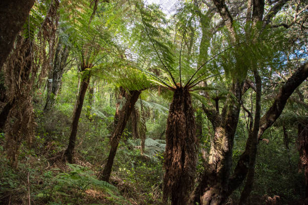 istock The Ferns 1182350005