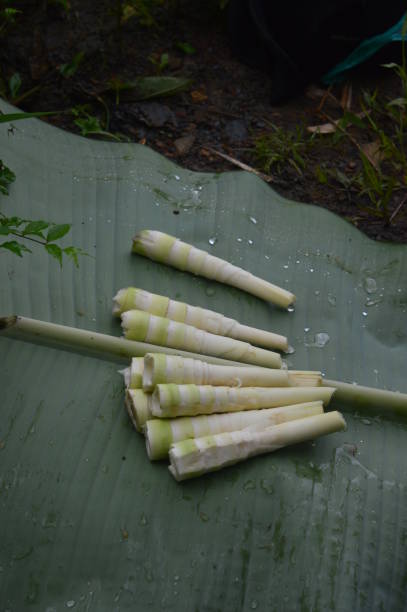 bamboo shoot - bamboo shoot imagens e fotografias de stock