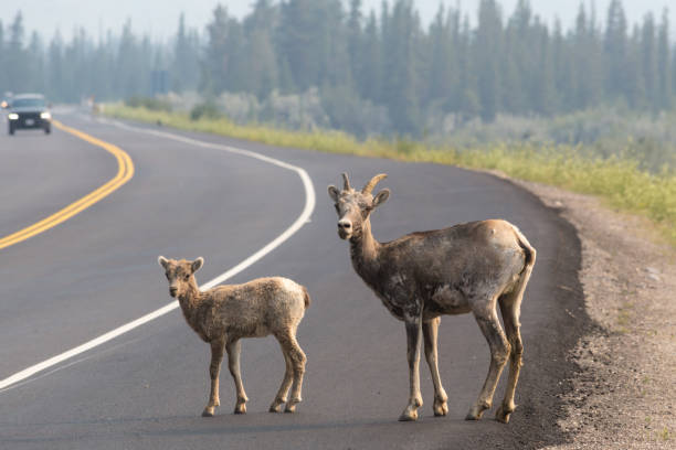 istock Wild animals on a road 1182351650