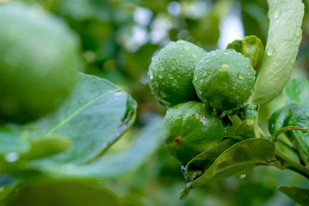 istock Fresh Thai green lemon on the tree 1182351833