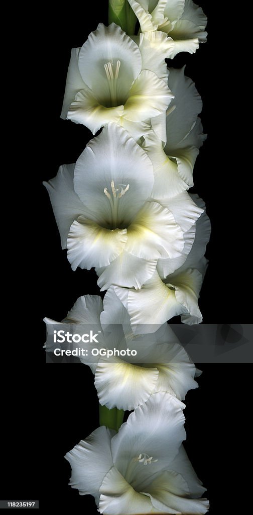 White gladiola - XXXL  Gladiolus Stock Photo