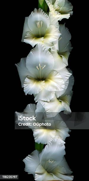 White Gladiola Xxxl Stock Photo - Download Image Now - Gladiolus, White Color, Bouquet