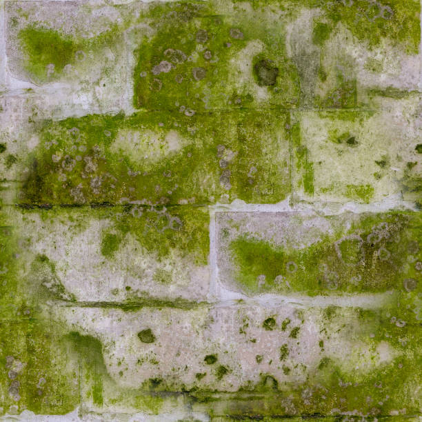 istock seamless old stone brick wall with mold and moss texture. background, architecture. 1182352752