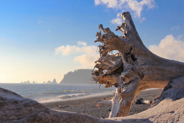 istock Ocean shore line in sunny day. Woods on sand beach 1182352832