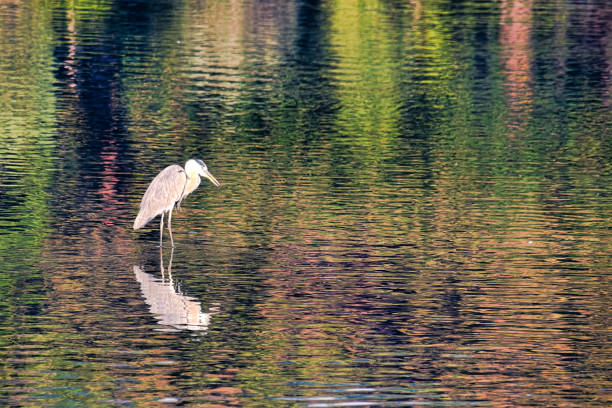 istock Herons on the lake in autumn VD702 1182353777