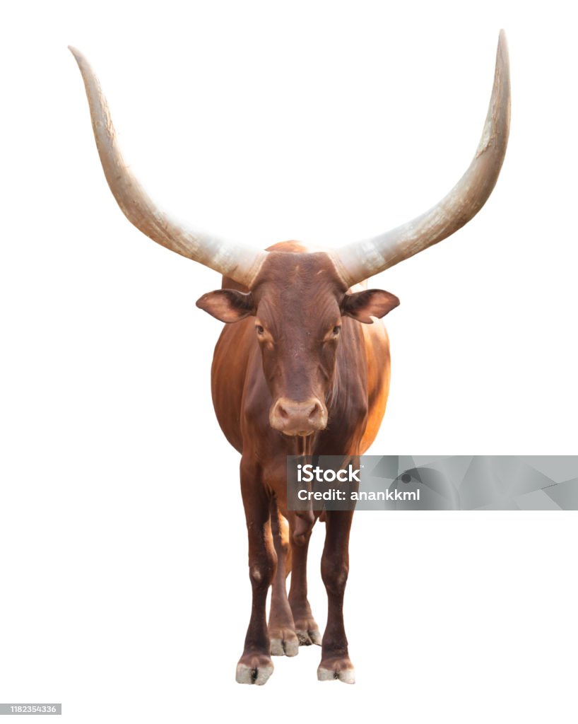 Female Ankole Watusi Isolated On White Background Stock Photo - Download Image Now - Bull - Animal, Cut Out, Animal - iStock Female Ankole Watusi Isolated On White Background Stock Photo - Download Image Now - Bull - Animal, Cut Out, Animal - iStock