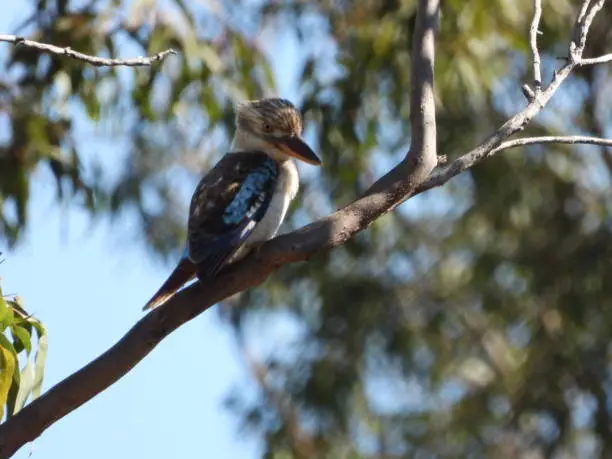 Blue winged Kookaburra sitting in a tree