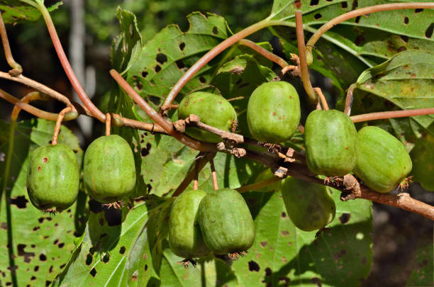 istock Berries of Far-East 15 1182354643
