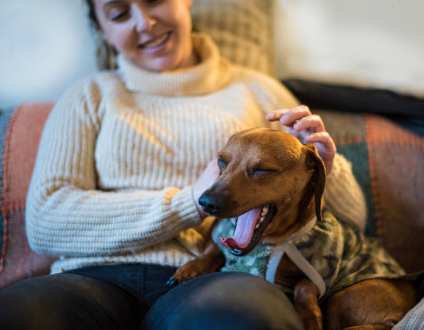 istock Owner stroking yawning dachshund dog 1182355413