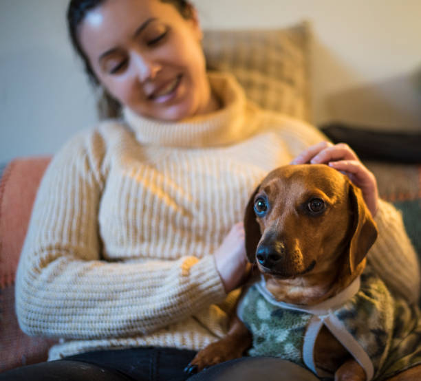 istock Dog being stroked by its owner 1182355470