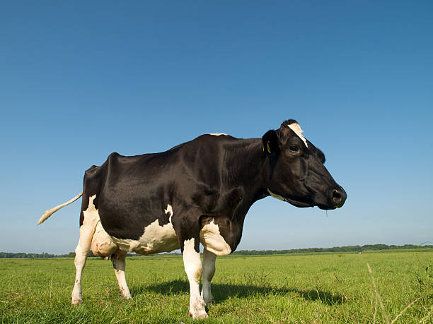istock Holstein cow in a meadow 118235553
