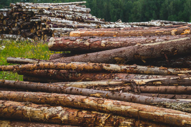 istock Wooden logs in the forest. chopped tree logs stack. nature landscape 1182357472