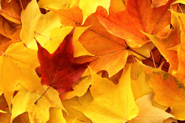 istock Colourful Autumn leaves close up. 1182357489