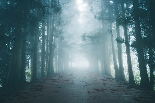 Forest road in fog
