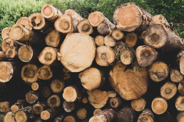istock Stack of logs. natural wooden background with timber. log wall 1182358551