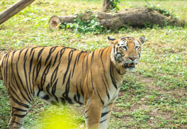 istock Royal Bengal Tiger 1182360081