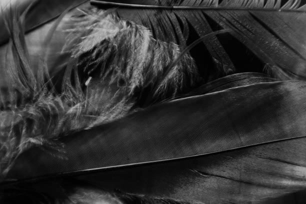 istock Beautiful abstract white and black feathers on darkness background and white feather isolated texture pattern 1182360152