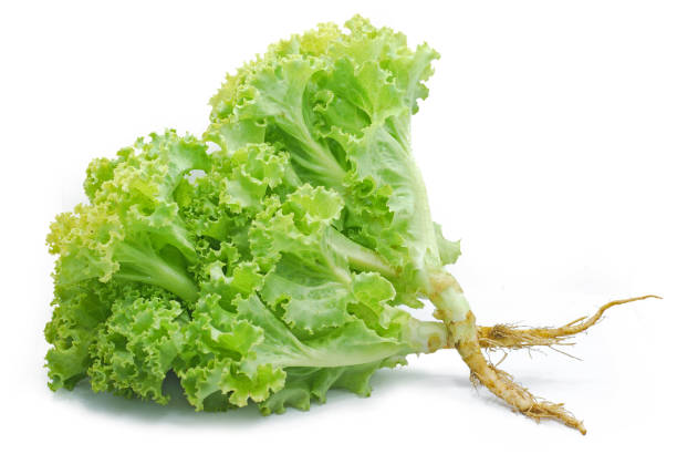 istock Fresh lettuce salad isolated on white background 1182360175