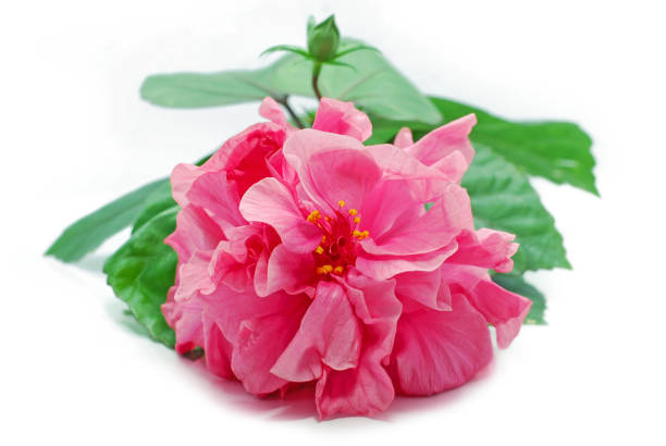 Hibiscus flower isolated on white background