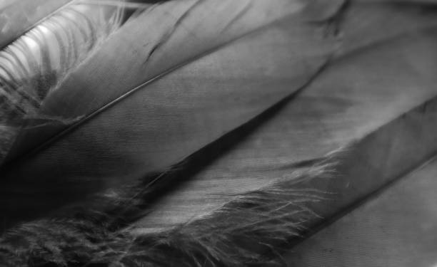 istock Beautiful abstract white and black feathers on darkness background and white feather isolated texture pattern 1182360266
